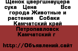 Щенок цвергшнауцера сука › Цена ­ 25 000 - Все города Животные и растения » Собаки   . Камчатский край,Петропавловск-Камчатский г.